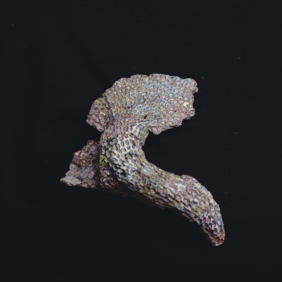 Brooch, Raduga Fossil